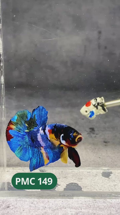 Multicolor Plakat Male Betta Fish |Show Grade|  You Pick Fish