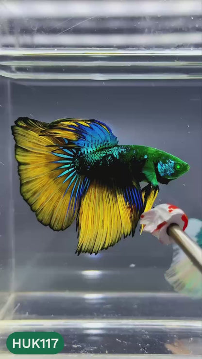Black Hulk Halfmoon Male Betta Fish | You Pick Fish