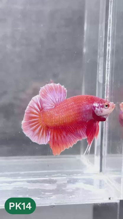 Pink Plakat Male Betta Fish | You Pick Fish | Rare Color