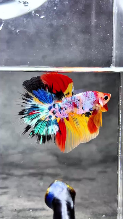 Multicolor Halfmoon Male Betta Fish | High Grade | Order Directly From Farm |  You Pick Fish |