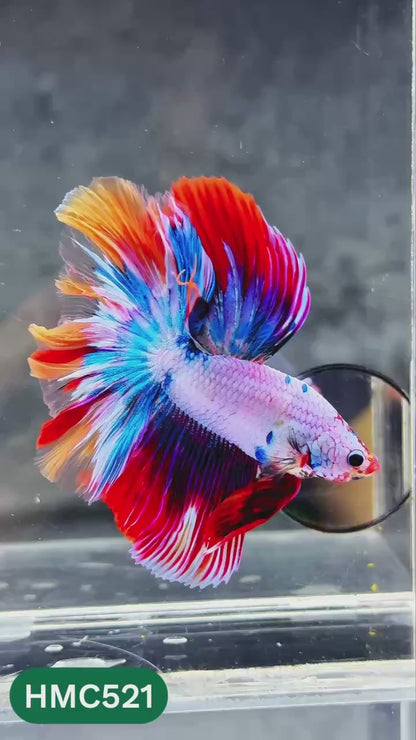 Nemo Halfmoon Male Betta Fish | Order Directly From Farm | You Pick Fish