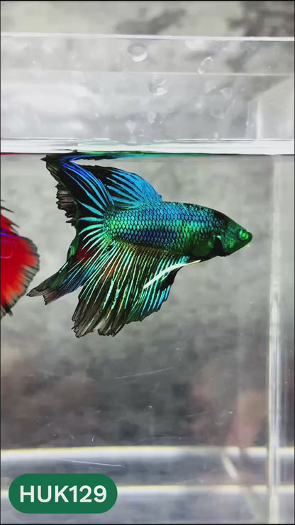 Black Hulk Halfmoon Male Betta Fish | You Pick Fish
