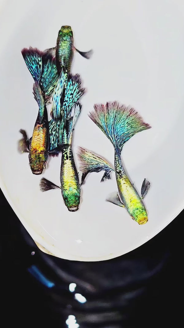 Green Dragon Guppy Fish — Swimming Video