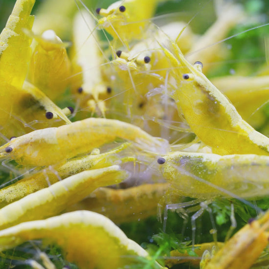 Yellow Golden Back Neocaridina Shrimp