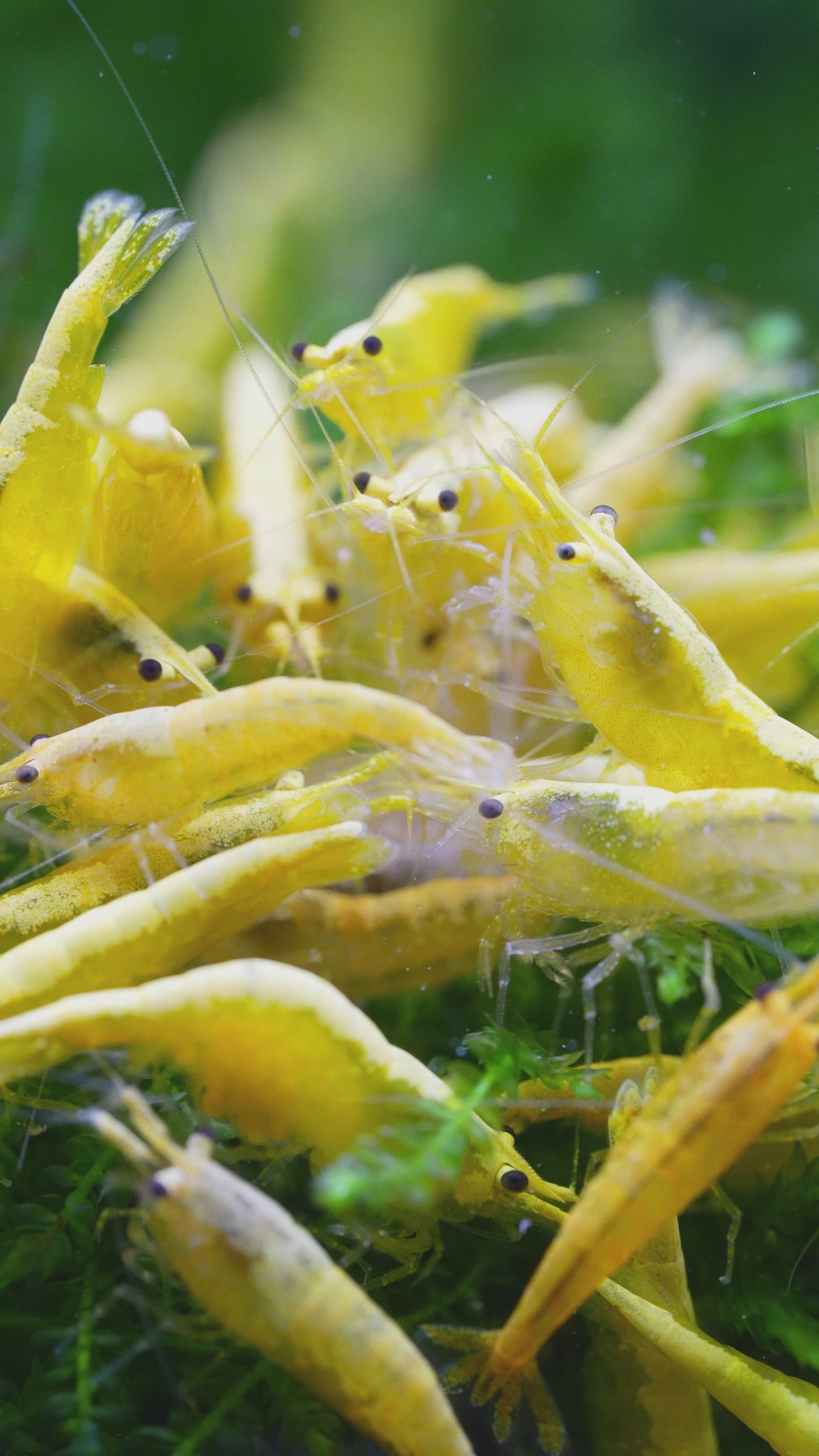 Yellow Golden Back Neocaridina Shrimp