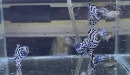 White Tiger Guppy Fish