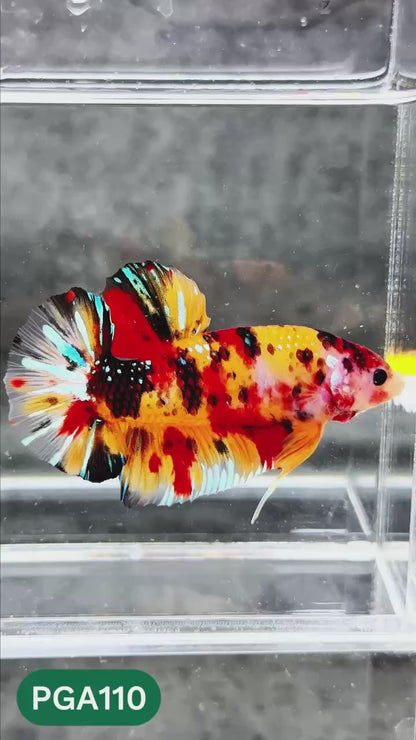 King Giant Plakat Male Betta Fish | You Pick Fish | High Grade