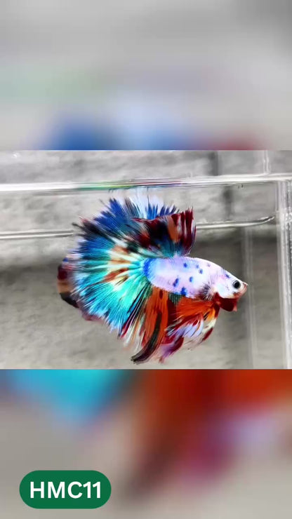 Multicolor Halfmoon Male Betta Fish | High Grade | Order Directly From Farm |  You Pick Fish |