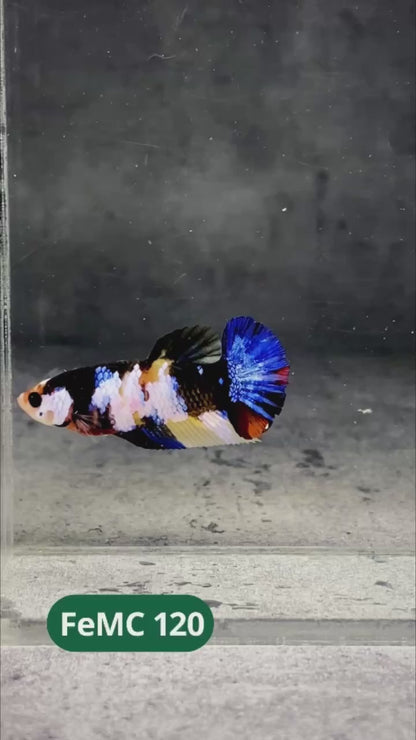 Multicolor Female Betta Fish | You Pick Fish | High Grade