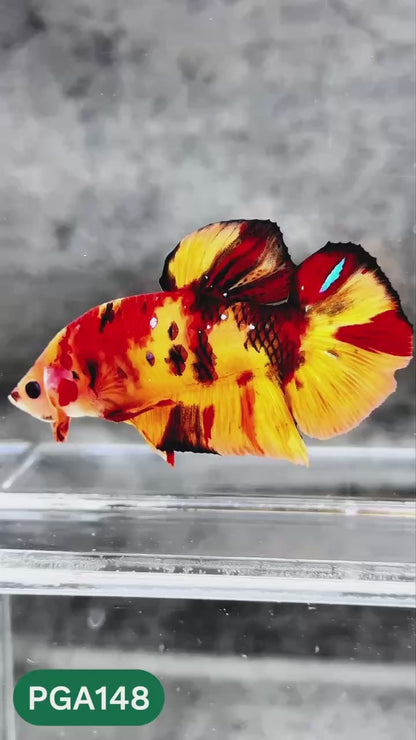 King Giant Plakat Male Betta Fish | You Pick Fish | High Grade