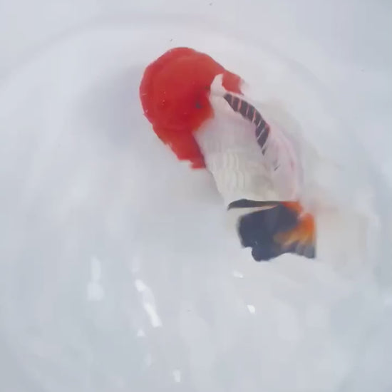 Tri Color Oranda Short Tail | You Pick Goldfish