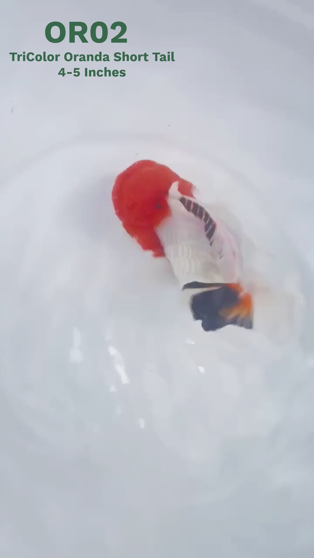 Tri Color Oranda Short Tail | You Pick Goldfish