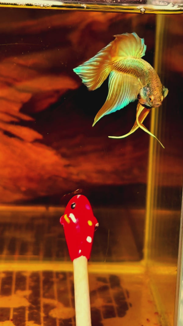 Yellow Wild Betta Splendens Hybrid Male — Swimming Video