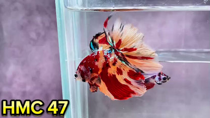 Multicolor Halfmoon Male Betta Fish | Order Directly From Farm | You Pick Fish