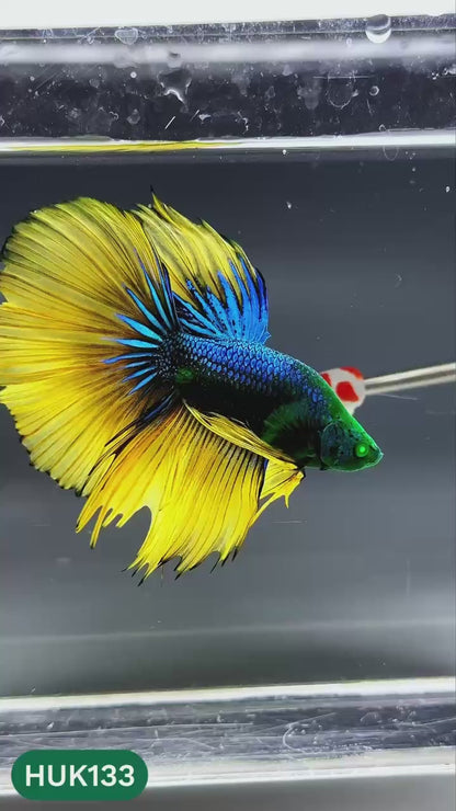 Black Hulk Halfmoon Male Betta Fish | You Pick Fish