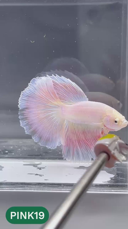 Pink Halfmoon Male Betta Fish | You Pick Fish | Order Directly From Farm