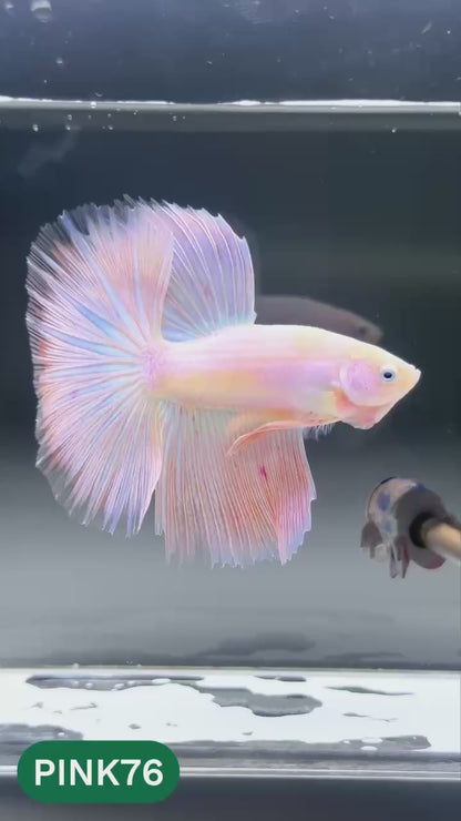 Pink Halfmoon Male Betta Fish | You Pick Fish | Order Directly From Farm