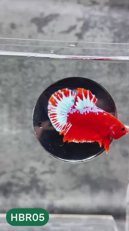 Hellboy Plakat Male Betta Fish | Order Directly From Farm | You Pick Fish