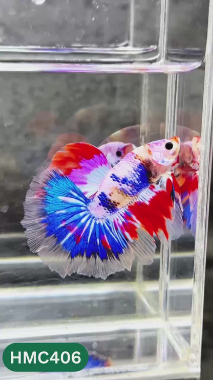 Multicolor Halfmoon Male Betta Fish | Order Directly From Farm | You Pick Fish