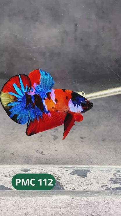 Multicolor Plakat Male Betta Fish |Show Grade|  You Pick Fish