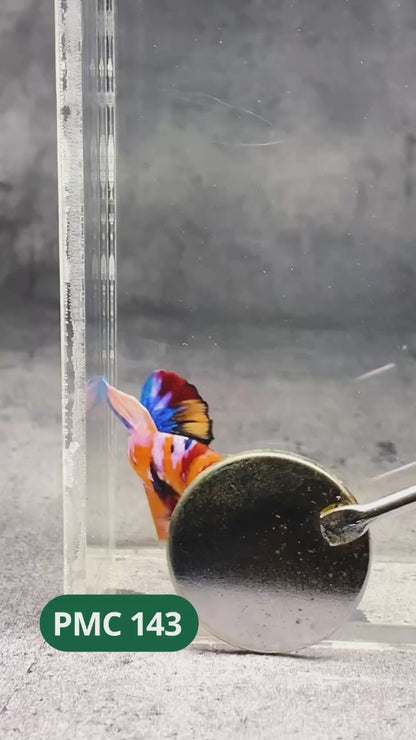 Multicolor Plakat Male Betta Fish |Show Grade|  You Pick Fish