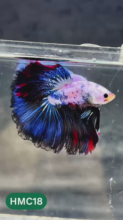 Multicolor Halfmoon Male Betta Fish | Order Directly From Farm | You Pick Fish