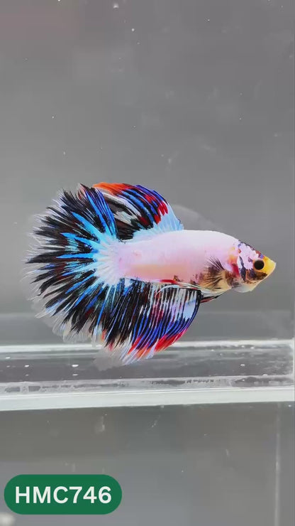 Multicolor Halfmoon Male Betta Fish | High Grade | Order Directly From Farm |  You Pick Fish |