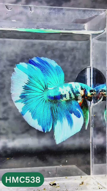 Nemo Halfmoon Male Betta Fish | Order Directly From Farm | You Pick Fish