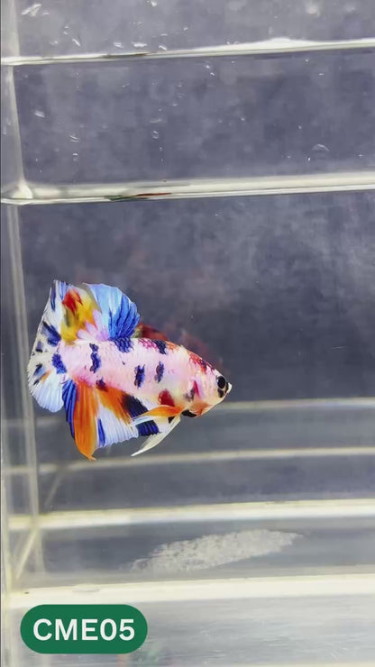 Multicolor Metallic Plakat Male Betta Fish | You Pick Fish | Exclusive Grade