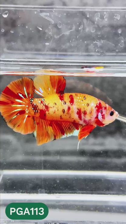 King Giant Plakat Male Betta Fish | You Pick Fish | High Grade