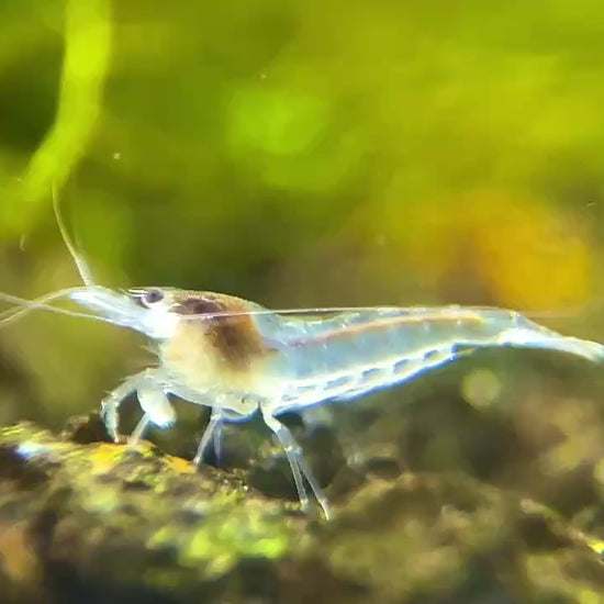 Snowball Neocaridina Shirmp