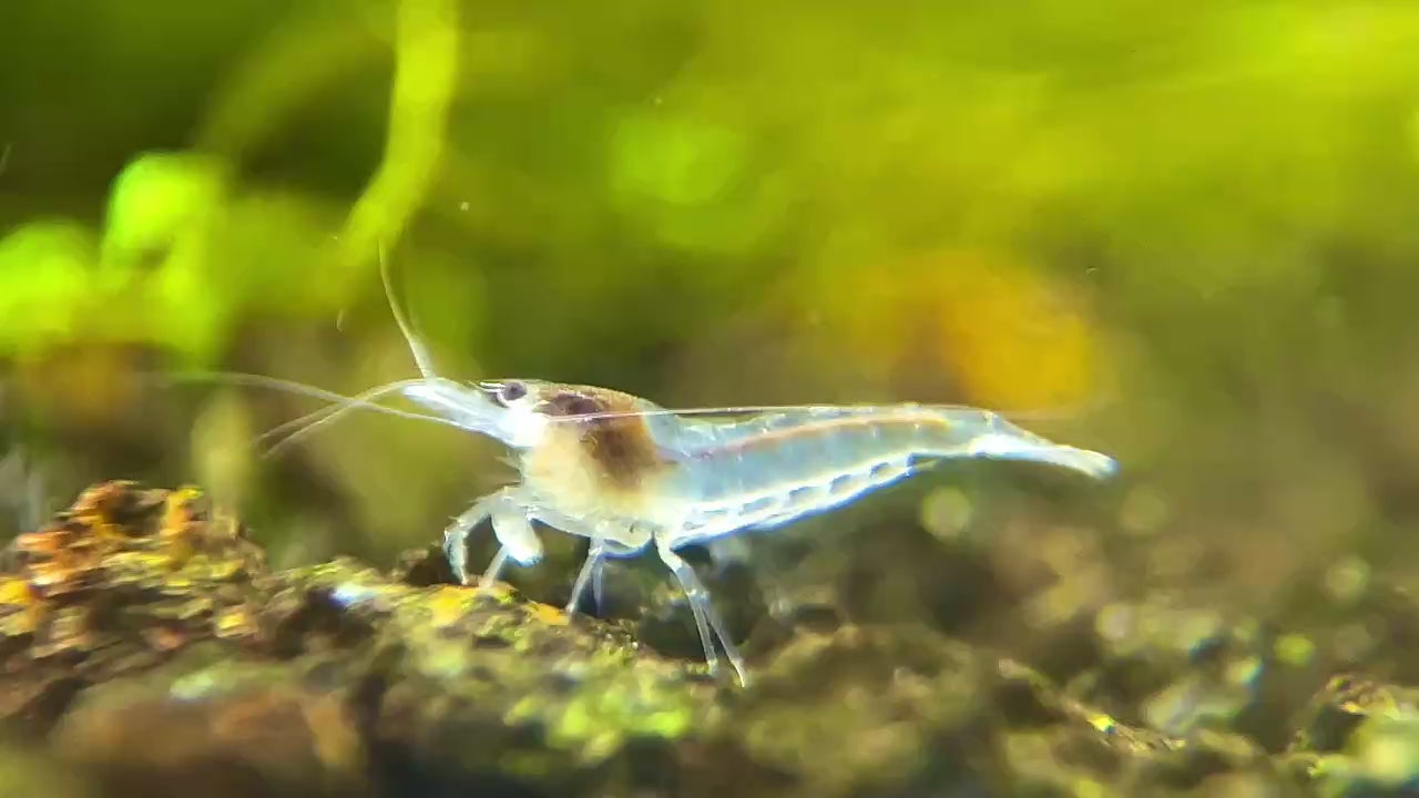 Snowball Neocaridina Shirmp