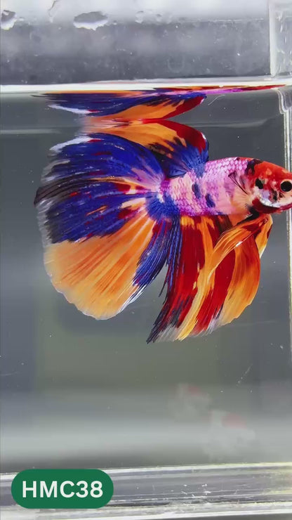 Multicolor Halfmoon Male Betta Fish | High Grade | Order Directly From Farm |  You Pick Fish