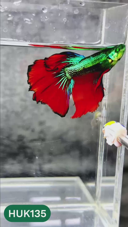 Black Hulk Halfmoon Male Betta Fish | You Pick Fish
