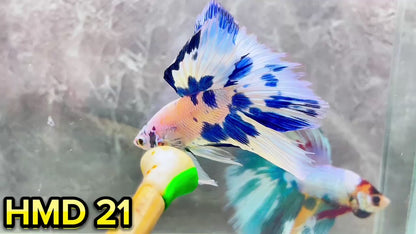 Blue Marble Dot Halfmoon Male Betta Fish | Order Directly From Farm | You Pick Fish