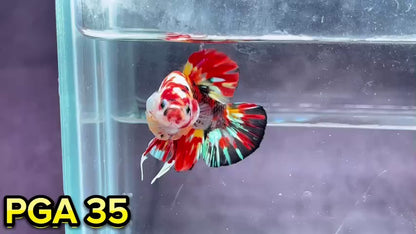 King Giant Plakat Male Betta Fish | You Pick Fish | High Grade