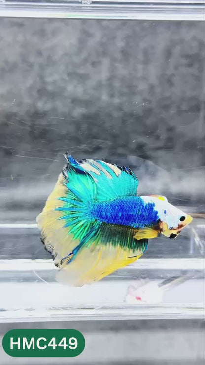 Multicolor Halfmoon Male Betta Fish | Order Directly From Farm | You Pick Fish