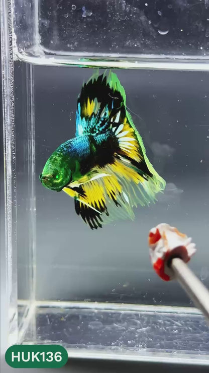 Black Hulk Halfmoon Male Betta Fish | You Pick Fish