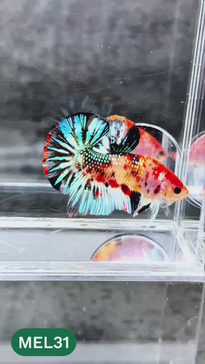 Metallic Plakat Betta Fish | You Pick Betta | Exotic Fish