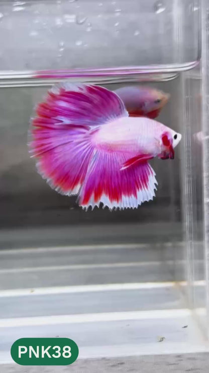 Pink Halfmoon Male Betta Fish | You Pick Fish | Order Directly From Farm