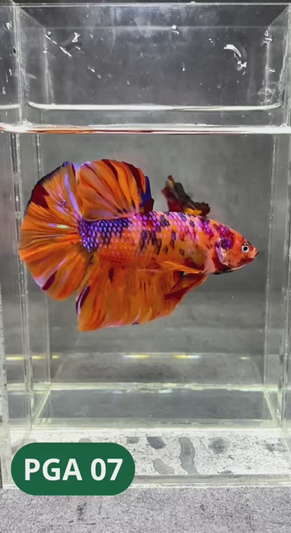 King Giant Plakat Male Betta Fish | You Pick Fish | High Grade