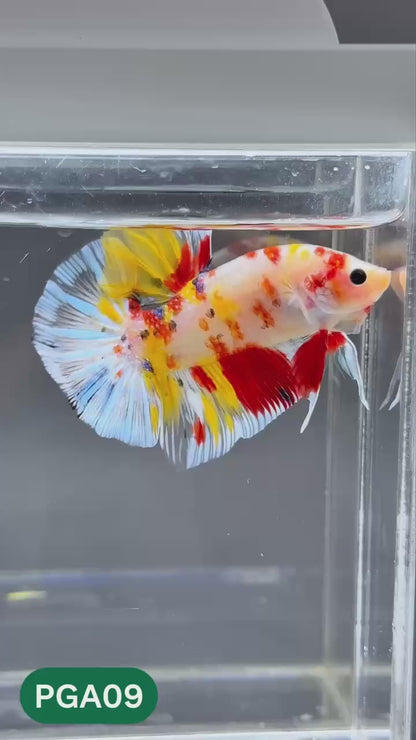 King Giant Plakat Male Betta Fish | You Pick Fish | High Grade