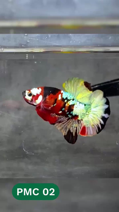 Multicolor Plakat Male Betta Fish |Show Grade|  You Pick Fish
