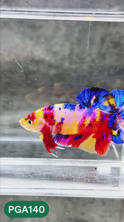 King Giant Plakat Male Betta Fish | You Pick Fish | High Grade