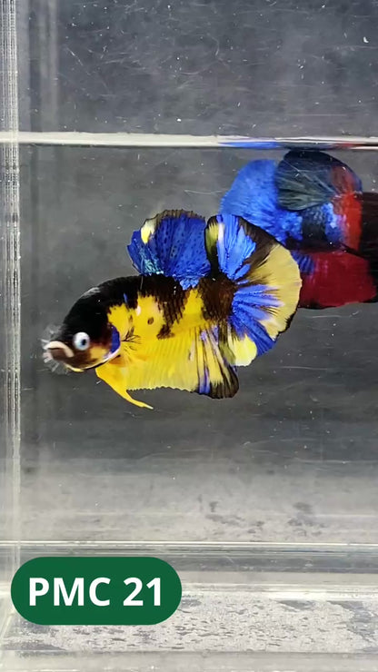 Multicolor Plakat Male Betta Fish |Show Grade|  You Pick Fish