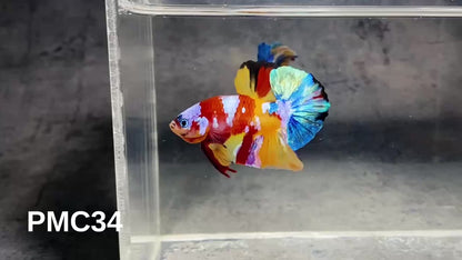 Multicolor Plakat Male Betta Fish |Show Grade|  You Pick Fish