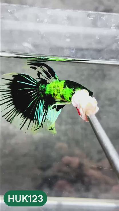 Black Hulk Halfmoon Male Betta Fish | You Pick Fish