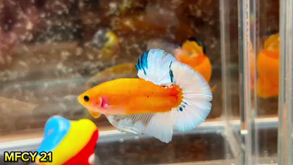 Yellow Fancy Male Betta Fish | Order Directly From Farm | You Pick Fish