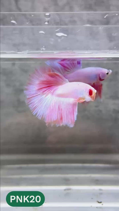 Pink Halfmoon Male Betta Fish | You Pick Fish | Order Directly From Farm