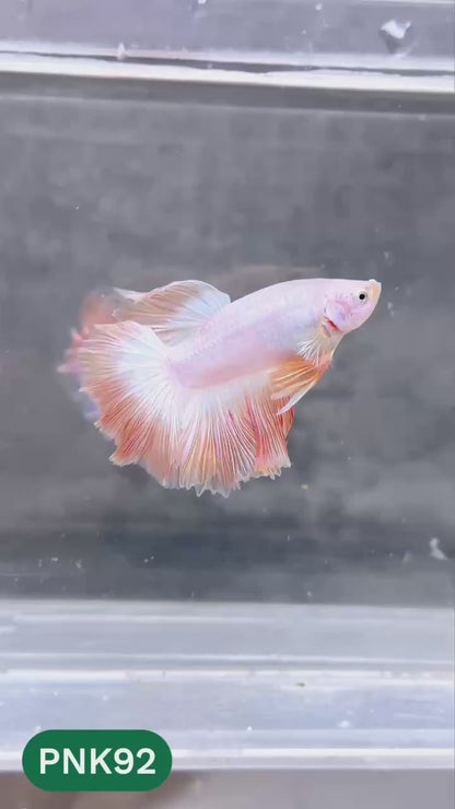 Pink Halfmoon Male Betta Fish | You Pick Fish | Order Directly From Farm